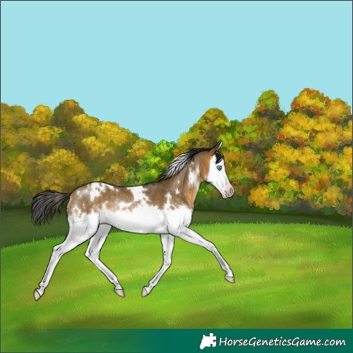 Horse Color:Gray White Spotted Sable Cream Champagne Splash Varnish Rabicano 