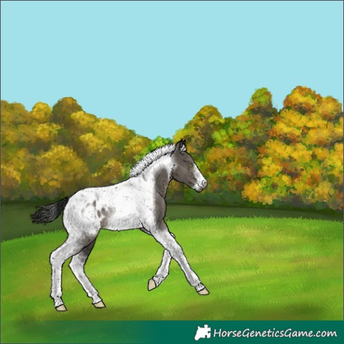 Horse Color:Gray Grullo Tobiano Frame Blanket Rabicano 