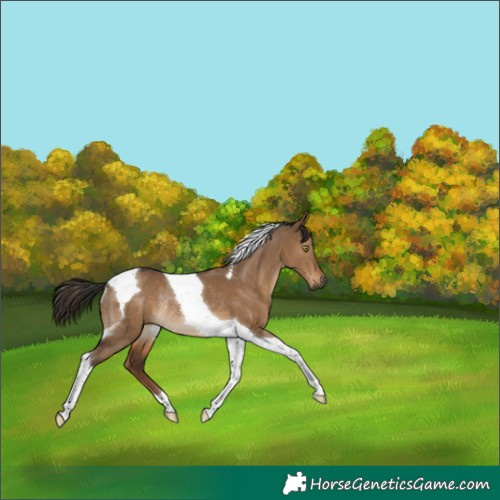 Horse Color:Gray Liver Red Dun Tobiano Rabicano 