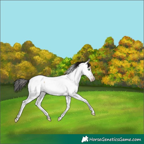 Horse Color:Gray White Spotted Amber Champagne Dun Tobiano Near Fewspot Rabicano 