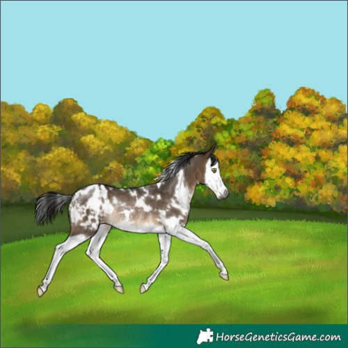 Horse Color:Gray White Spotted Brown Dun Splash Appaloosa Rabicano 