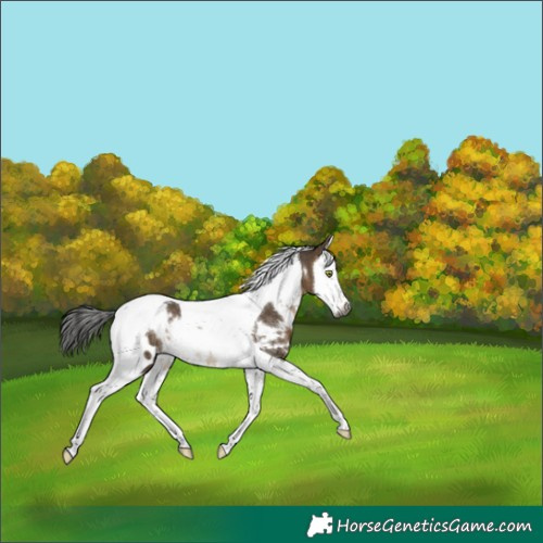 Horse Color:Gray White Spotted Brown Dun Splash Tobiano Blanket Rabicano 