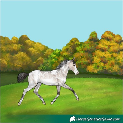 Horse Color:White Spotted Brown Roan Dun Frame Brindle 