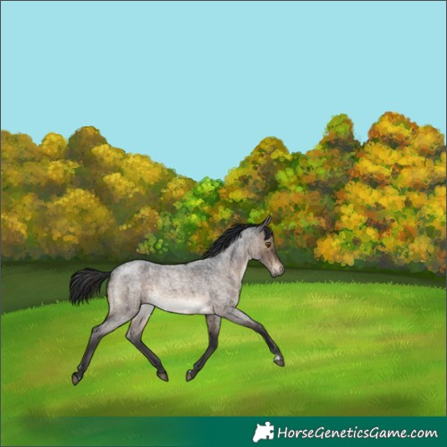 Horse Color:Brown Roan Dun Brindle 