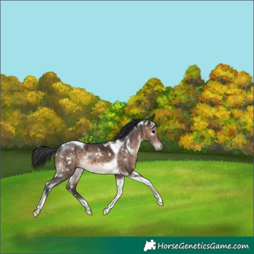 Horse Color:White Spotted Brown Dun Tobiano Rabicano Brindle 