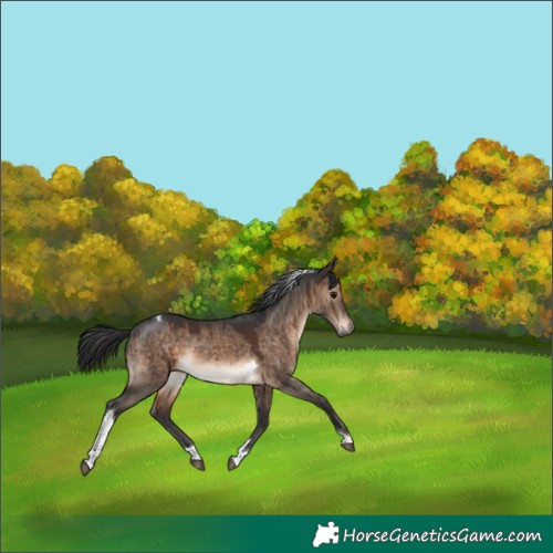 Horse Color:Brown Dun Tobiano Rabicano Brindle 