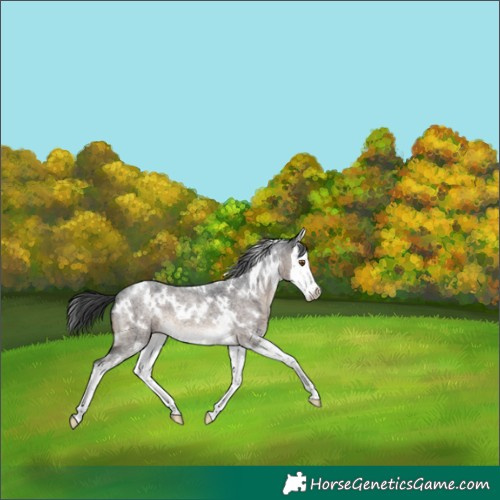 Horse Color:White Spotted Brown Roan Dun Splash Brindle 