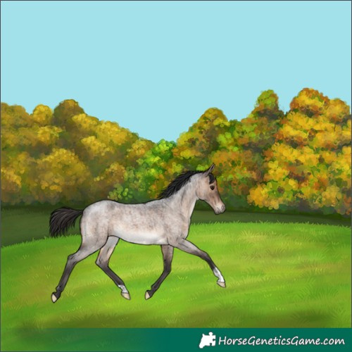 Horse Color:Brown Roan Dun Brindle 