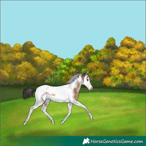Horse Color:Brown Dun Splash Tobiano Frame Brindle 