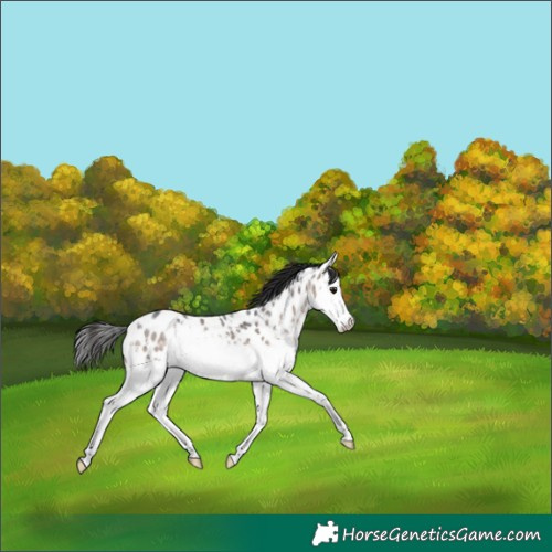 Horse Color:Brown Dun Sabino Splash Near Leopard Brindle 