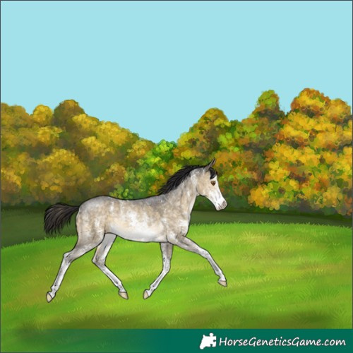 Horse Color:Buckskin Dun Sabino Rabicano Brindle 