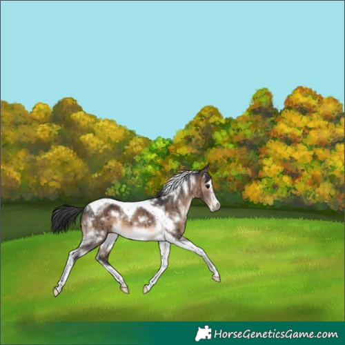 Horse Color:White Spotted Brown Dun Tobiano Frame Brindle 