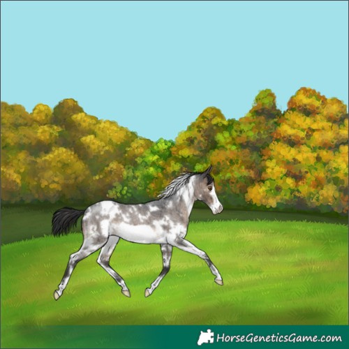 Horse Color:White Spotted Brown Roan Dun Frame Brindle 