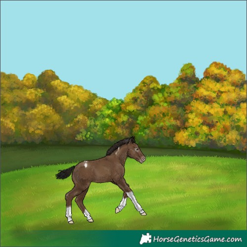 Horse Color:Gray Classic Champagne Tobiano Appaloosa 