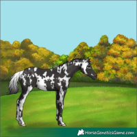 Horse Color:White Spotted Smoky Black