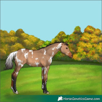 Horse Color:White Spotted Bay Dun 