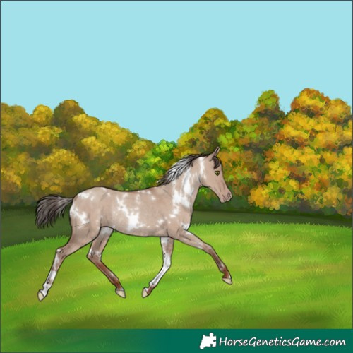 Horse Color:White Spotted Classic Champagne Dun Rabicano 