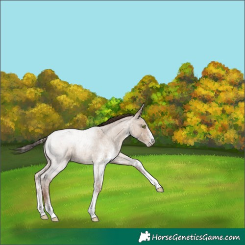 Horse Color:White Spotted Classic Champagne Roan Dun Rabicano 