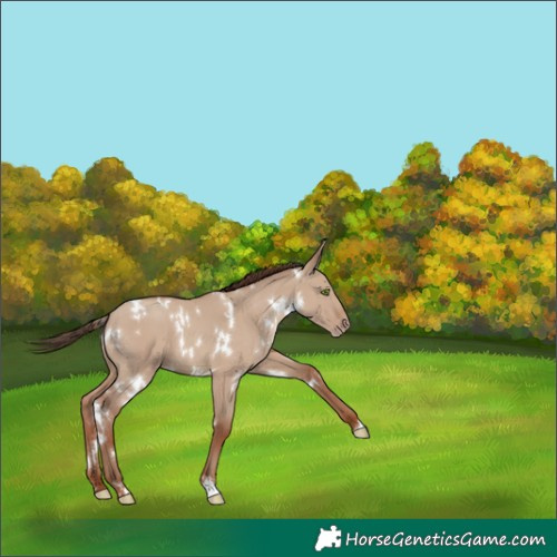 Horse Color:White Spotted Classic Champagne Dun 