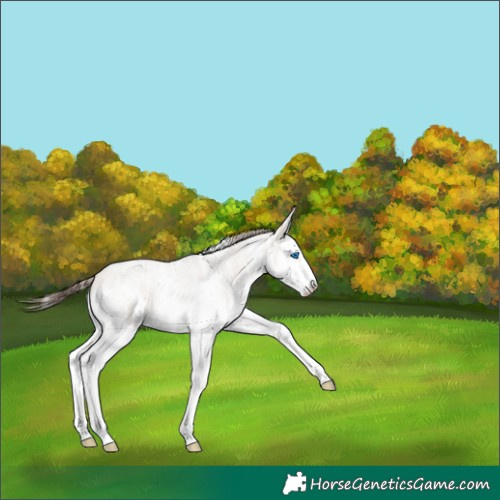 Horse Color:White Spotted Classic Champagne Dun Splash Rabicano 