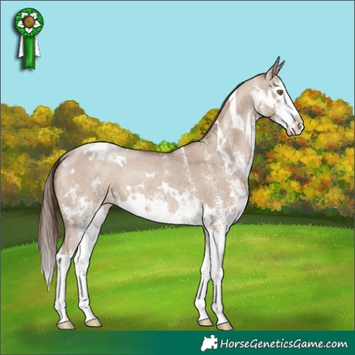 Horse Color:White Spotted Classic Champagne Dun Splash Varnish Rabicano 