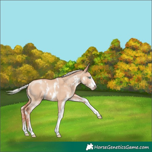 Horse Color:White Spotted Silver Classic Champagne Dun Varnish Rabicano 