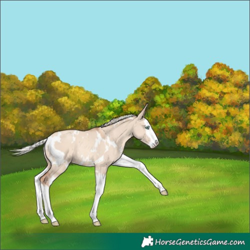 Horse Color:White Spotted Silver Classic Champagne Dun Splash Varnish Rabicano 