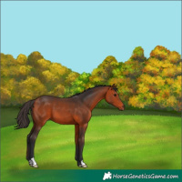 Horse Color:Bay 