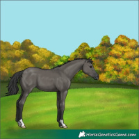 Horse Color:Grullo
