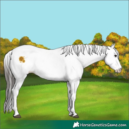 Horse Color:White Spotted Bay 