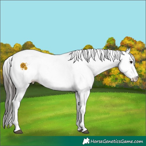 Horse Color:White Spotted Bay 