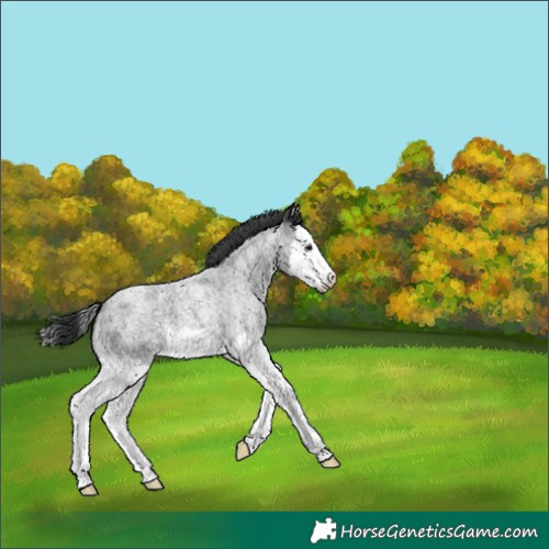 Horse Color:Blue Roan Splash Varnish