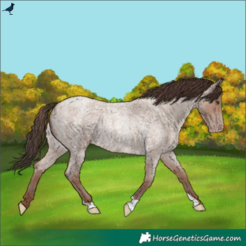 Horse Color:Classic Champagne Roan Rabicano