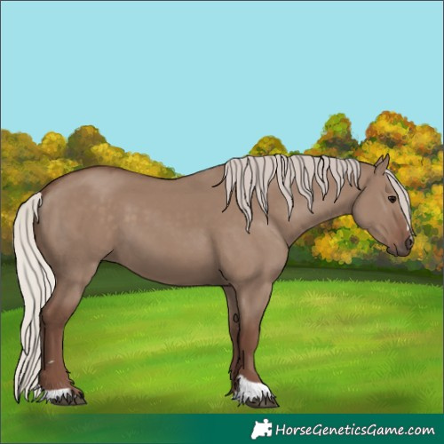Horse Color:Silver Grullo 