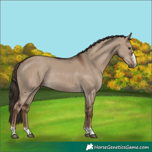 Horse Color:Liver Red Dun Rabicano 