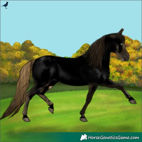 Horse Color:Void White Spotted Chestnut Pearl Near Fewspot
