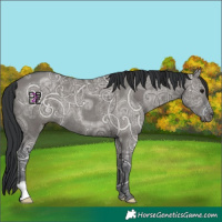Horse Color:Grullo Ice Rabicano