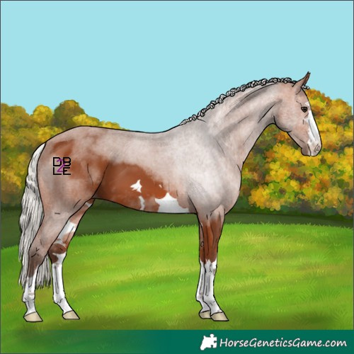 Horse Color:Silver Bay 