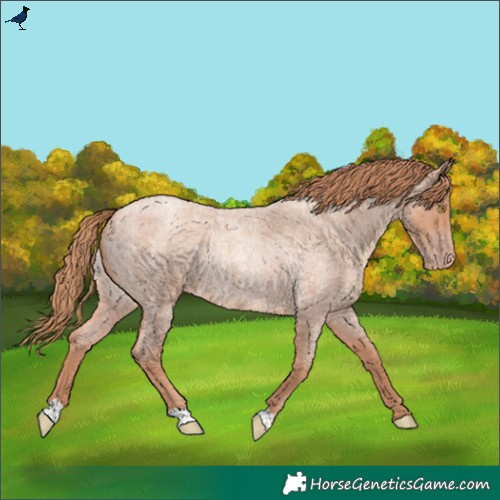 Horse Color:Gold Champagne Roan Rabicano 