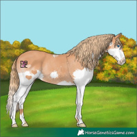 Horse Color:Chestnut Splash