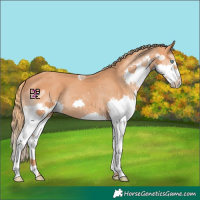 Horse Color:Chestnut Splash 