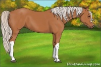Horse Color:Silver Bay 