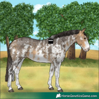 Horse Color:Buckskin Ice Sabino