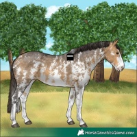 Horse Color:Buckskin Ice Sabino 