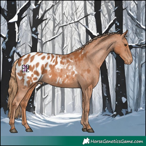 Horse Color:Chestnut Appaloosa 