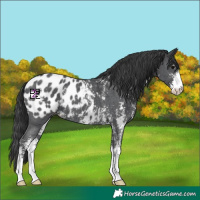 Horse Color:Black Sabino Appaloosa