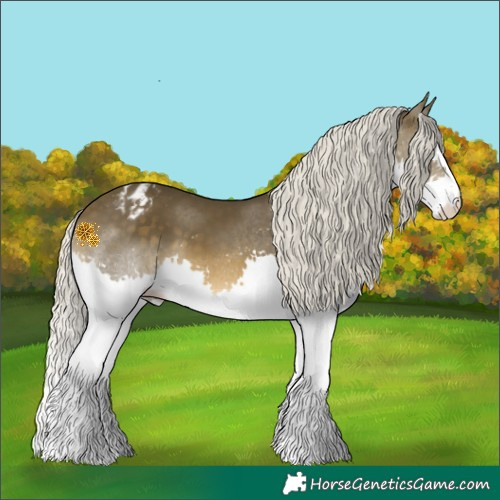 Horse Color:Silver Buckskin Splash Appaloosa 