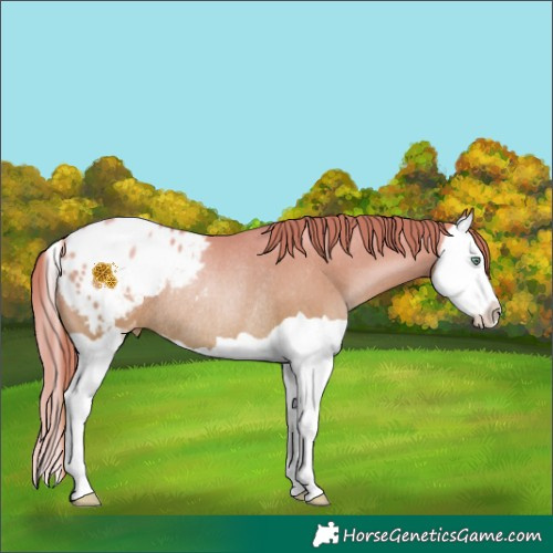 Horse Color:Sable Champagne Pearl Splash Blanket Rabicano 