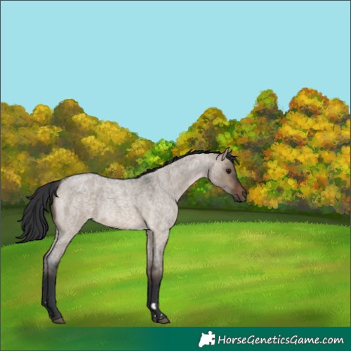 Horse Color:Unknown 