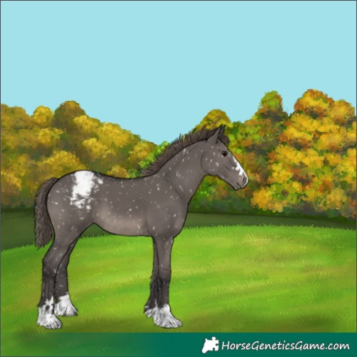 Horse Color:Unknown 
